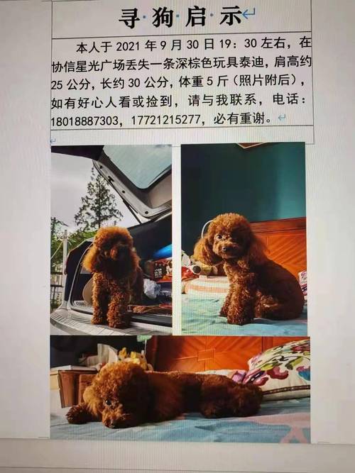 《2021年：爸爸和儿子的温暖旅程——领养找寻Found》HD1080P