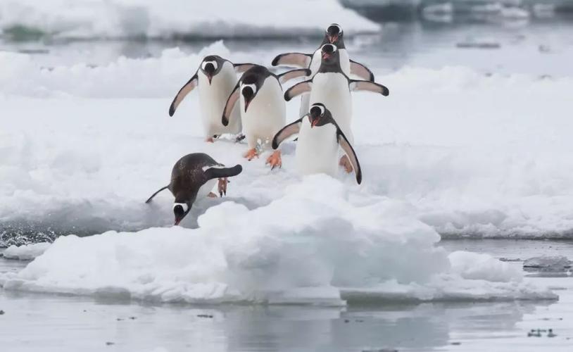 《逆冰之行：极地求生AgainsttheIce(2022)》——体验友谊、爱情、相互扶持的真实感受