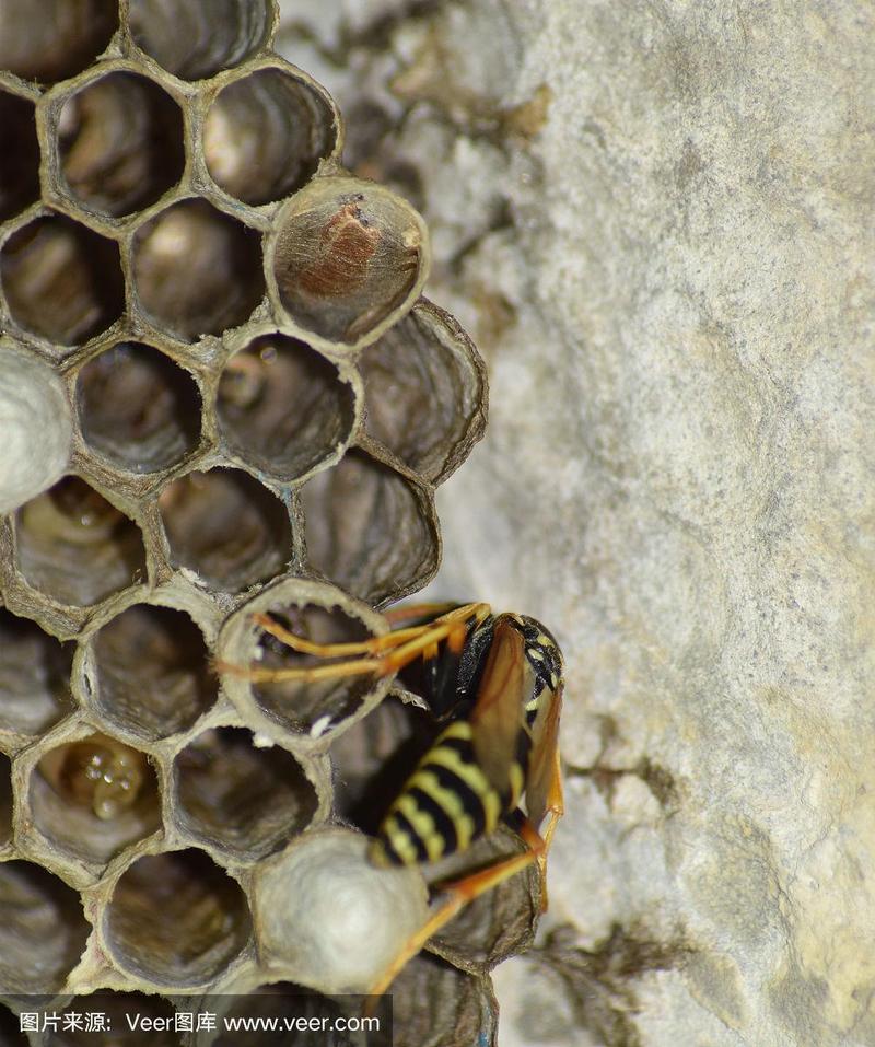 《2021黄蜂：金斯敦市长求生之旅》