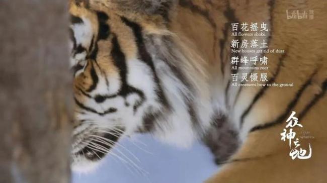 答：《老虎失落之地：豆瓣9.1纪录片（2010）》